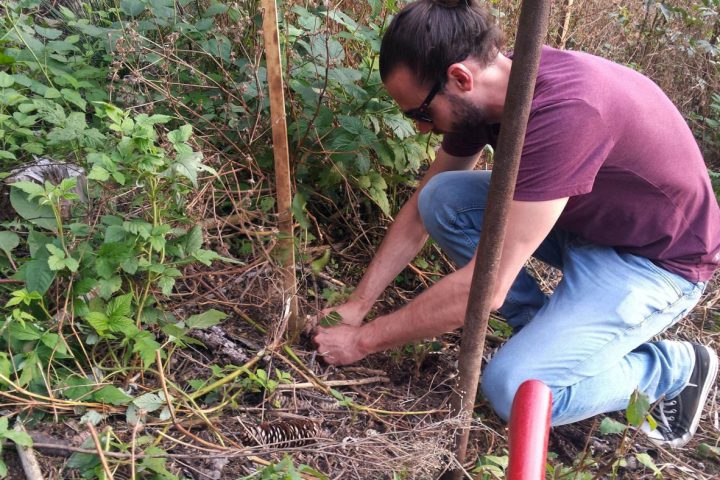 Mithilfe bei Aufforstung im Wald der areone