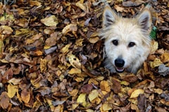 Herbstimpressionen 2013